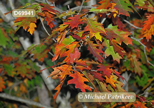 Red Oak (Quercus rubra)